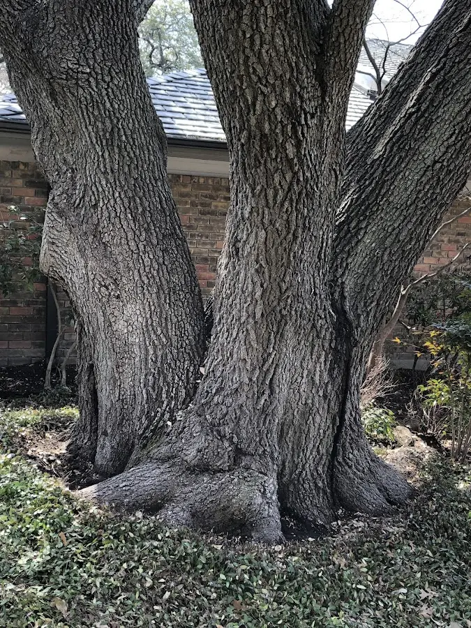 Mature heritage tree close to a Kane property cared for by certified arborists